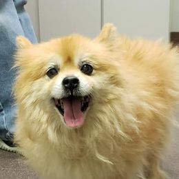 Pomeranians from Tanya's Pomeranians