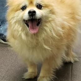 Pomeranians from Tanya's Pomeranians