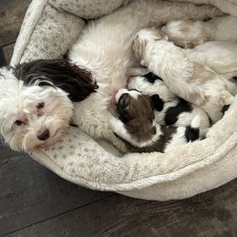 Iz - Maltipoo