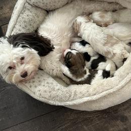 Iz - Maltipoo