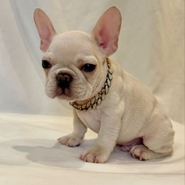 Flex - Cream male French Bulldog puppy in Willis, Texas from Grandiose Frenchies