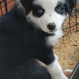 Australian Shepherd Puppies from Craig Creek Aussies