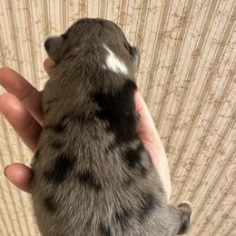 BMM - Blue merle male Miniature Australian Shepherd puppy in Shepherd, Montana from Beartooth Mountain Minis