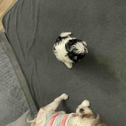Shih Tzu Puppies from TACG