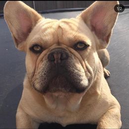 French Bulldogs from Lavish Bullyz