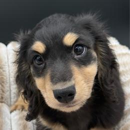 Oakley - Black and cream male Dachshund puppy in Corona, California from ChezBeale
