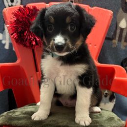Miniature American Shepherd, Miniature Australian Shepherd, and Toy Australian Shepherd Puppies from Goading Glee Glade