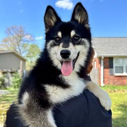 Sienna - Black and white female Pomsky puppy in Murfreesboro, Tennessee from Middle Tennessee Pomskies