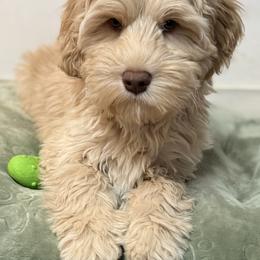 Sunny - SM0548 - Caramel cream male Australian Labradoodle puppy in Easley, South Carolina from Royal Diamond Labradoodles