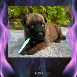 Cinder - Fawn sable female Belgian Malinois puppy in Chino, California from BlueStone K9