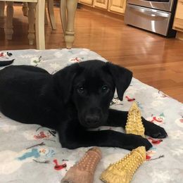 Labrador Retriever Puppies from Harvest Moon Farm