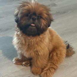 Rose - Shih Tzu