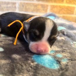 Orange Collar Male - Black and tan male Pembroke Welsh Corgi puppy in Mcarthur, Ohio from Bentley Corgis LLC