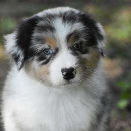 Hazel - Blue merle female Australian Shepherd puppy in Easton, Missouri from MMA Kennel