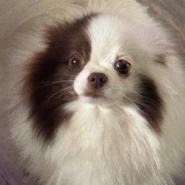 Coco - Pomeranian