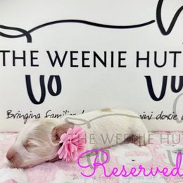 Pink Girl - Cream female Dachshund puppy in Crandall, Texas from The Weenie Hut