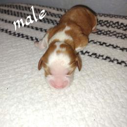 Hatfield - Blenheim male Cavalier King Charles Spaniel puppy in Lambertville, Michigan from Dream Dog LLC