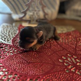 Lil Zeus - Blue and gold male Yorkshire Terrier puppy in Brandenburg, Kentucky from Lil Amazing Paws Yorkshire Terriers