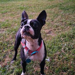 Genie - Boston Terrier