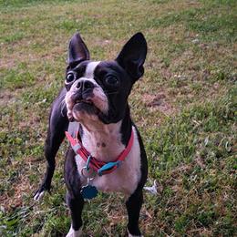 Genie - Boston Terrier