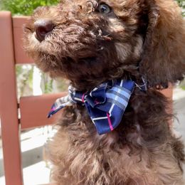 Bernedoodle, Goldendoodle, and Labradoodle Puppies from Oopsie Doodles of NC