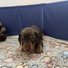 Bon Jovi - Chocolate and tan male Dachshund puppy in Nampa, Idaho from 208 Wiener Wiggle Butts LLC