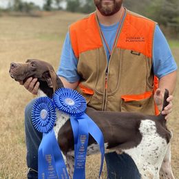 German Shorthaired Pointers from Oak Run Kennels