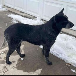 Pip - Australian Cattle Dog