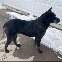 Pip - Australian Cattle Dog