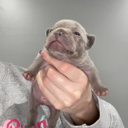 Boy 2 - Blue French Bulldog puppy in New York from Charlie’s Frenchies