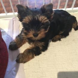 Yorkshire Terrier Puppies from Yorkie Show Dogs