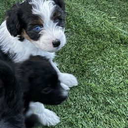 Aussiedoodle Puppies from Penny’s Pals