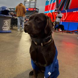 Frankie - Labrador Retriever
