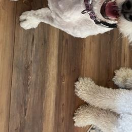 Bernedoodle All Grown Up from Backwoods Bernedoodles