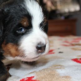 Bernese Mountain Dog Puppies from Baby Bear Bernese Kennel