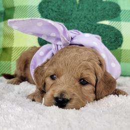 Jane - Red  female Goldendoodle puppy in Temecula, California from Oodles O'Doodles