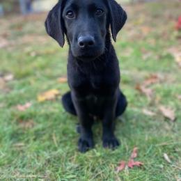 Jack Russell Terrier and Labrador Retriever Puppies from Canine Assist