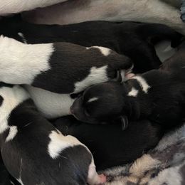 Rat Terrier Puppies from Icon Rat Terriers