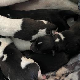 Rat Terrier Puppies from Icon Rat Terriers