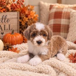 Canyon - Red  male Goldendoodle puppy in Floyd, Virginia from Hearts and Paws Poodles and Doodles