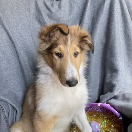 Boy 4 (Dk. Green) - Sable and white Collie puppy in Citra, Florida from Faith Rough Collie’s