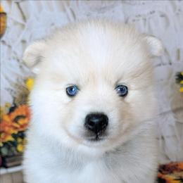 Aspen - 1900 - Wolf sable female Pomsky puppy in Spring Hill, Florida from www.PuppyTimeEmporium.com
