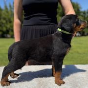 LIGHT GREEN Collar- Boy - Black and tan Beauceron puppy in Bakersfield, California from Von Zirbes Hundehutte