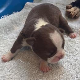 J. Red female - Red female Boston Terrier puppy in Mc Donough, Georgia from Ballard Boston Terriers