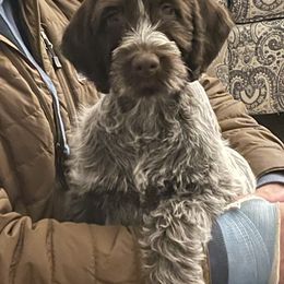 Wirehaired Pointing Griffon Puppies from High Point Griffons