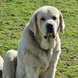 Catalina - Spanish Mastiff