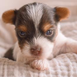 Biewer Terriers and Yorkshire Terriers from Skyridge Puppies
