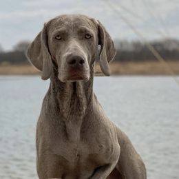 Weimaraners from Greyhaus Weimaraners