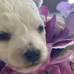 Bichon Frises from Johnson's Pups