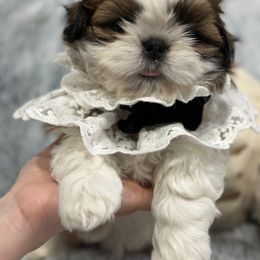 Shih Tzu Puppies from Bay Area Shih Tzu